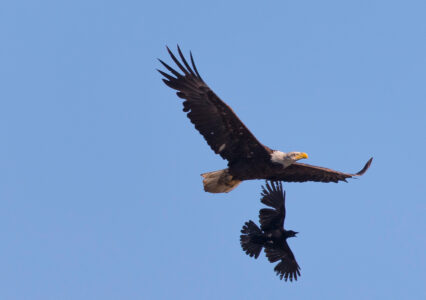 It is Not Necessary for Crows to be Eagles Image